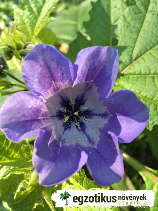 Szilkesark , Nicandra , Nikandra, Nicandra physalodes, etnobotanika